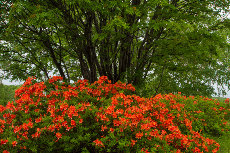 紅花を纏う