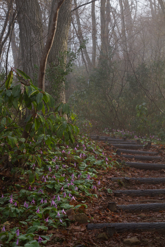 花園へ続く道 六万騎山