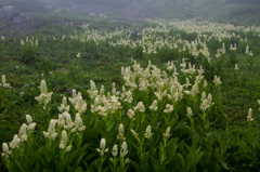 乗鞍岳 天空の花園