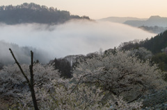 桜の夢農場２