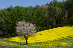 中山高原　春花コラボ