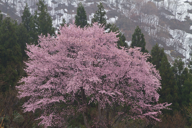 巻機山山麓　忍耐の桜2