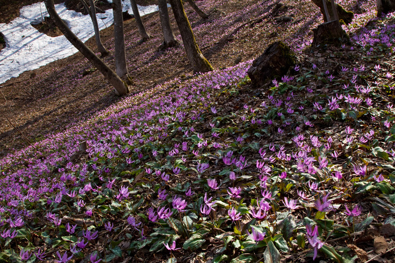 越後丘陵公園カタクリ群生地
