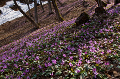 越後丘陵公園カタクリ群生地