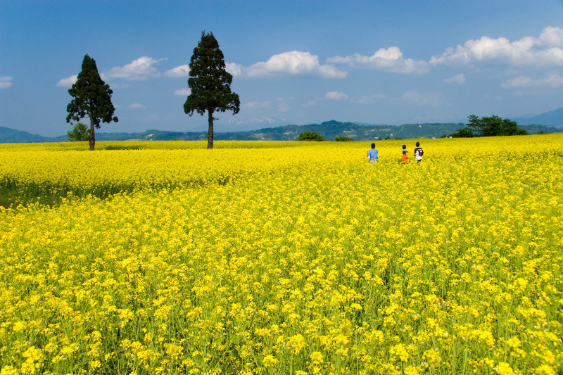 小千谷市山本山高原