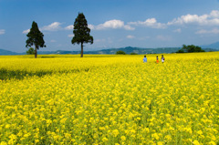 小千谷市山本山高原