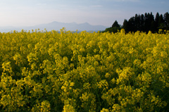 山本山菜の花畑