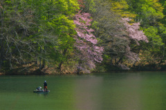 湖畔桜