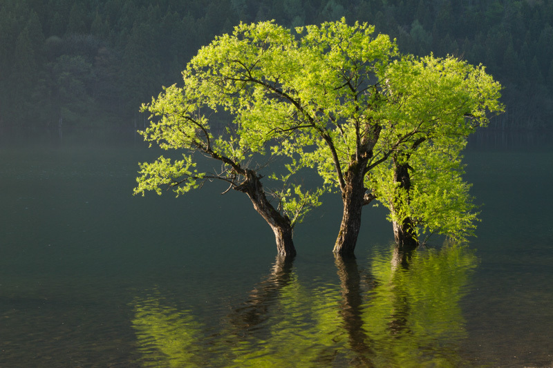 北竜湖の春