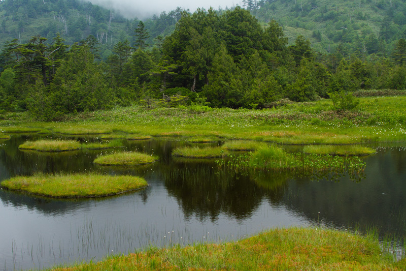 志賀高原　四十八沼湿原