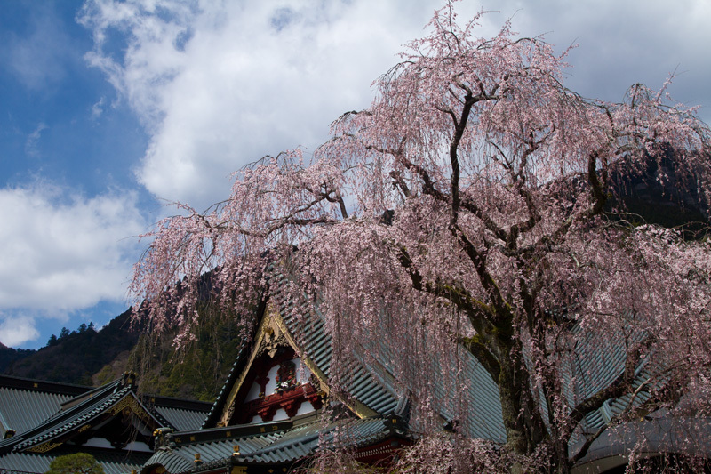 山梨県久遠寺の桜　その3