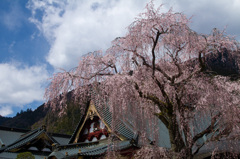 山梨県久遠寺の桜　その3