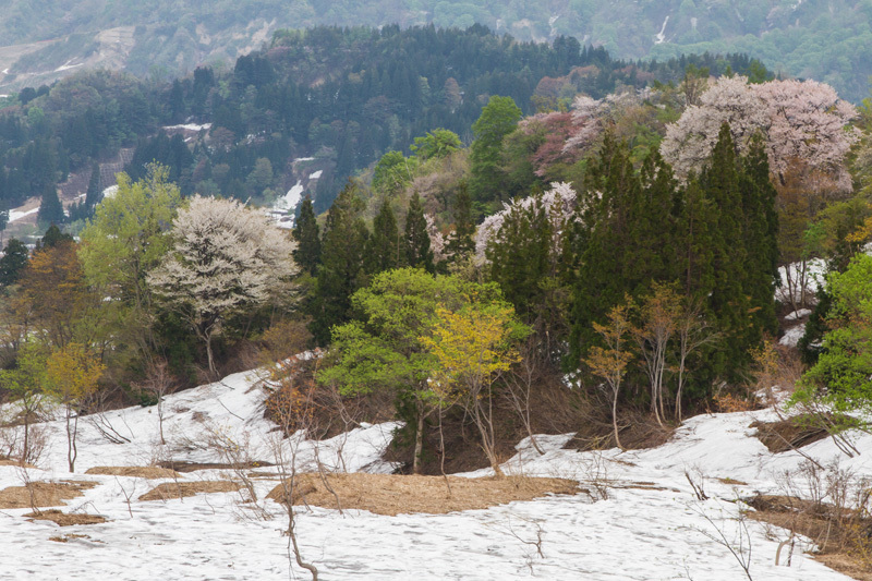 残雪に咲く桜