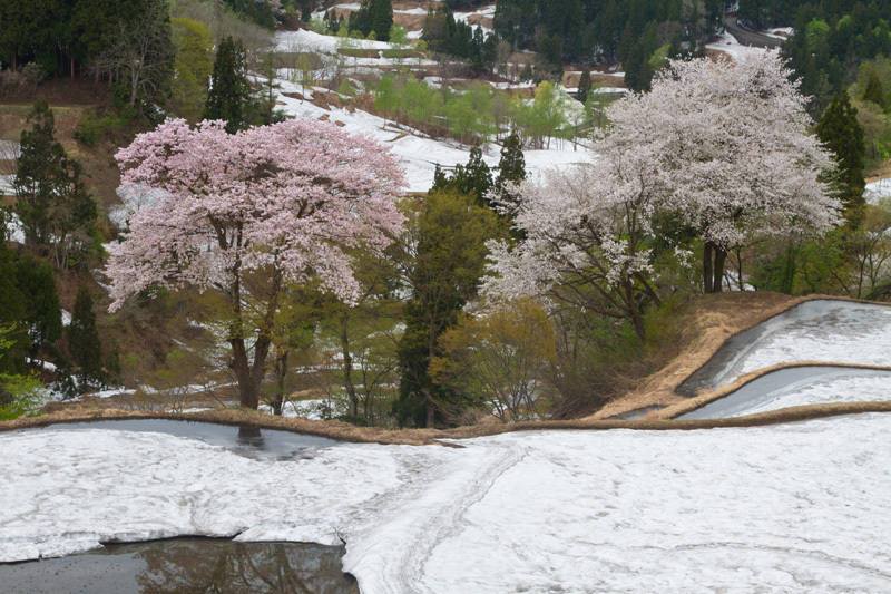 十日町松代儀明の桜