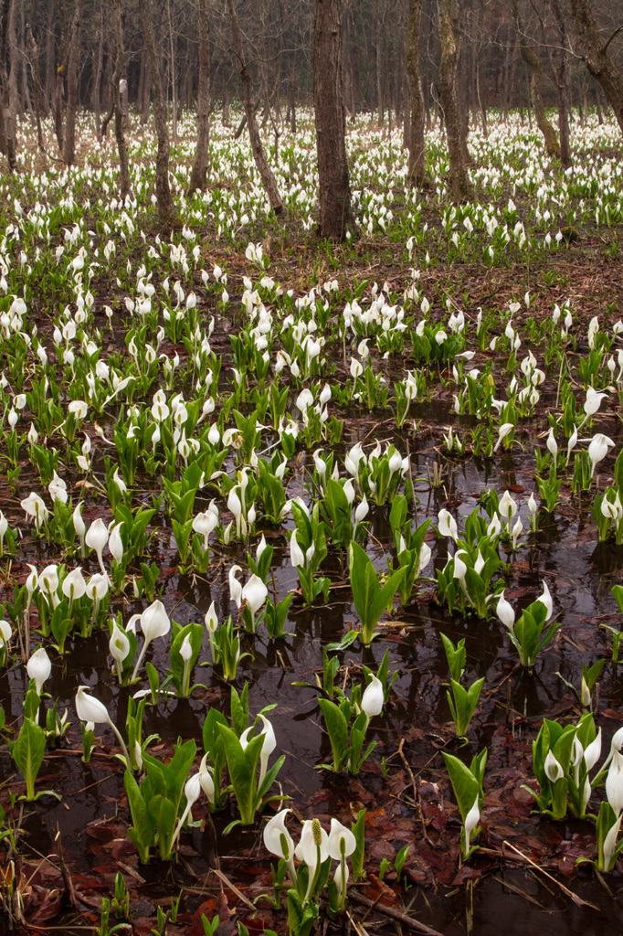 妖精降臨　五泉水芭蕉公園