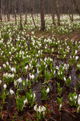 妖精降臨　五泉水芭蕉公園