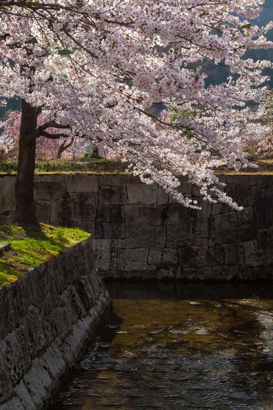 桜舞う銭淵公園