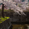 桜舞う銭淵公園