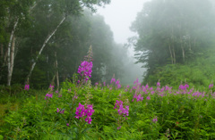 ヤナギラン咲く志賀高原