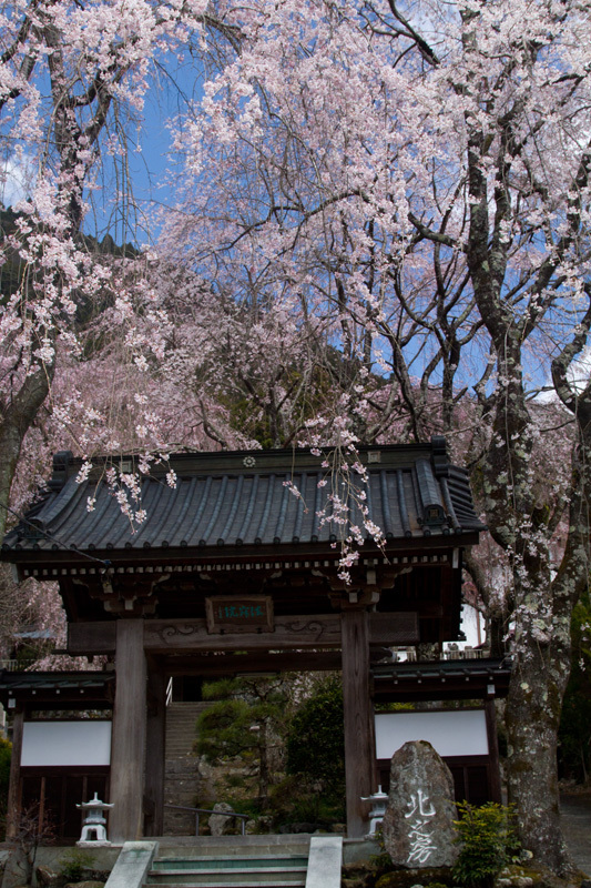 山梨県久遠寺の桜　その1
