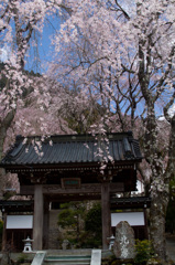 山梨県久遠寺の桜　その1