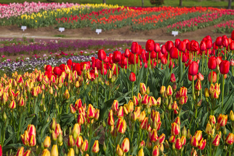チューリップ新名所