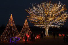 越後丘陵公園クリスマスイルミネーション2