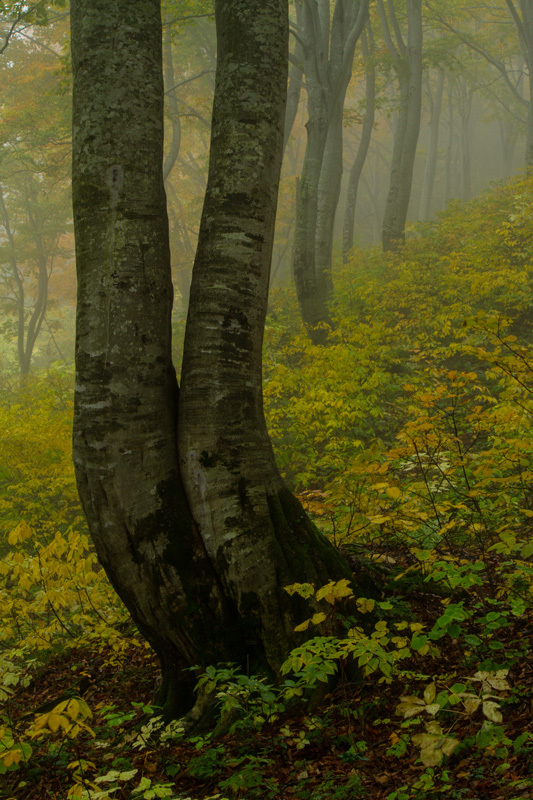 天水越　ブナ燃える