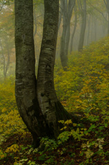天水越　ブナ燃える