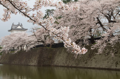 桜に包まれる新発田城