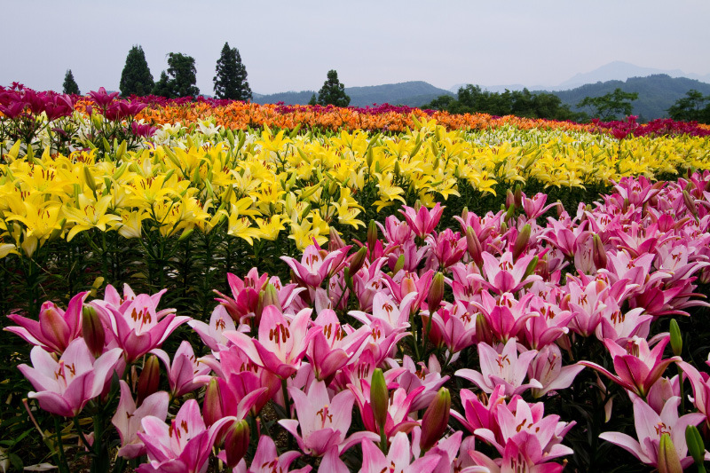 堀之内月岡公園