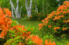 高原スケッチ　武尊牧場2