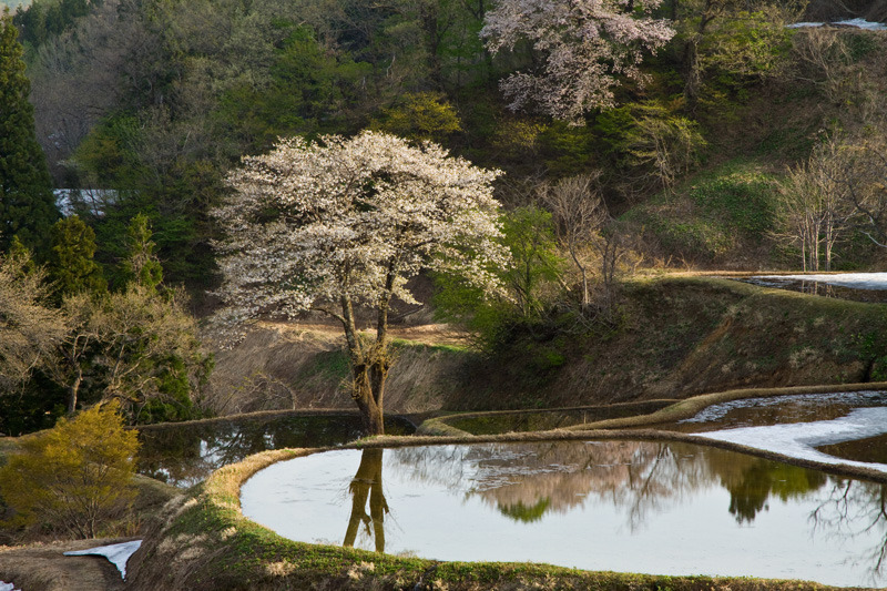 松代儀明桜2