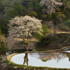 松代儀明桜2