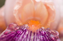 雨上がりの花弁