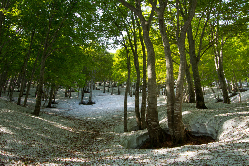大厳寺高原　根開けの頃2