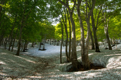 大厳寺高原　根開けの頃2