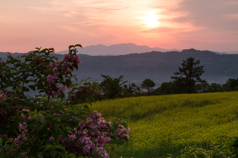 菜の花畑の夜明け