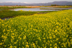 福島潟花一面