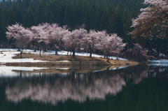 雪残る桜