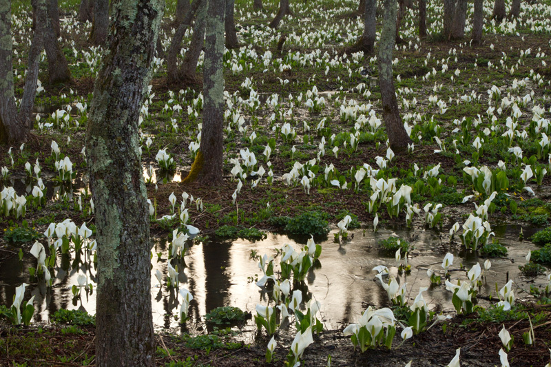 戸隠高原　水芭蕉