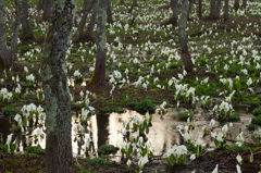 戸隠高原　水芭蕉