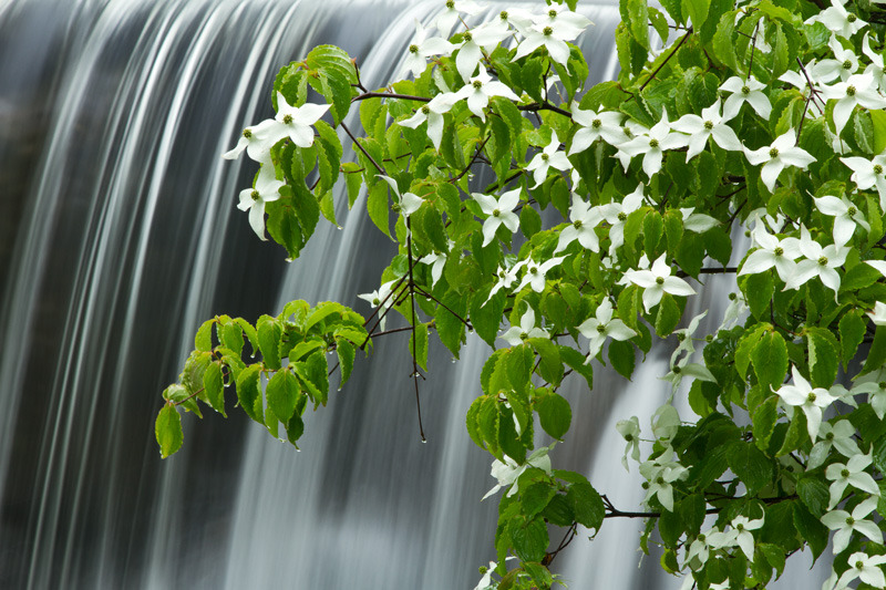 ヤマボウシ濡れ佇む　たきがしら湿原