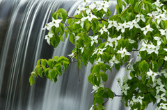 ヤマボウシ濡れ佇む　たきがしら湿原