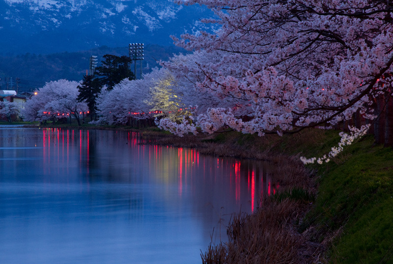 日本三大夜桜　高田公園