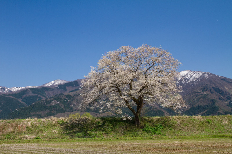 五泉市早手川の一本桜