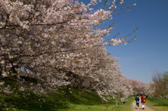 幸手権現堂さくら堤　桜爛満