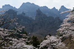 妙義山と桜