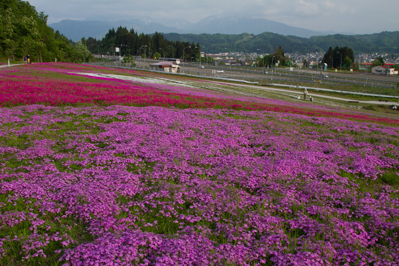 堀之内根小屋の芝桜