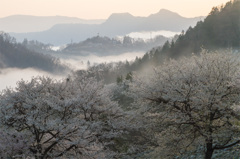 桜の夢農場